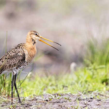Blacktailed Godwits
